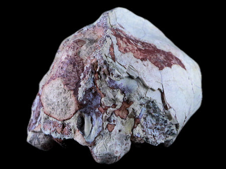 2.7" Leptauchenia Decora Oreodont Fossil Bone Skull Cap Miocene Age Badlands SD