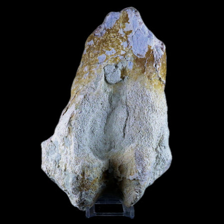 8" Brontotherium Fossil Limb Bone Eocene Age White River Badlands SD Titanothere