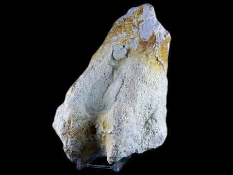 8" Brontothere Fossil Limb Bone Eocene Age White River Badlands SD Titanothere - Fossil Age Minerals