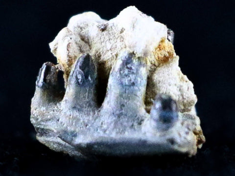 0.3" Captorhinus Aguti Jaw Section Teeth Fossil Permian Age Reptile Oklahoma COA - Fossil Age Minerals