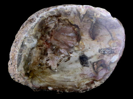 2.5" Fossilized Polished Petrified Wood Branch Madagascar 66-225 Million Yrs Old