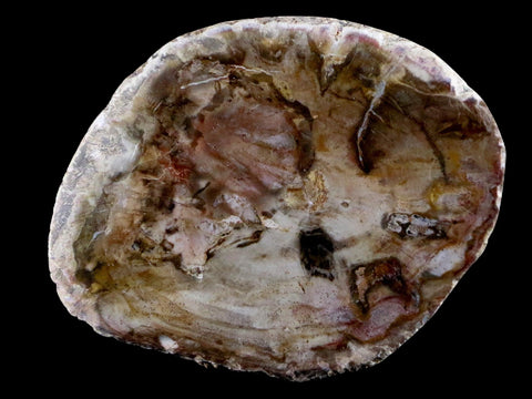 2.5" Fossilized Polished Petrified Wood Branch Madagascar 66-225 Million Yrs Old - Fossil Age Minerals