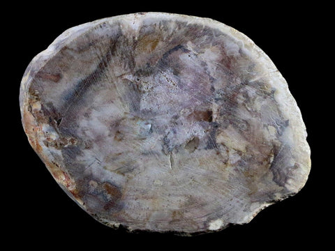 2.5" Fossilized Polished Petrified Wood Branch Madagascar 66-225 Million Yrs Old - Fossil Age Minerals