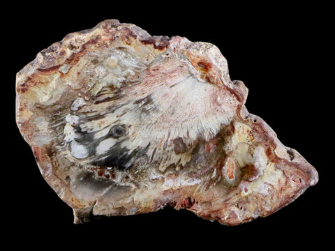 2.7" Fossilized Polished Petrified Wood Branch Madagascar 66-225 Million Yrs Old - Fossil Age Minerals