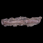 5.4" Hadrosaur Dinosaur Tendon Fossil In Matrix Lance Creek FM Cretaceous WY COA