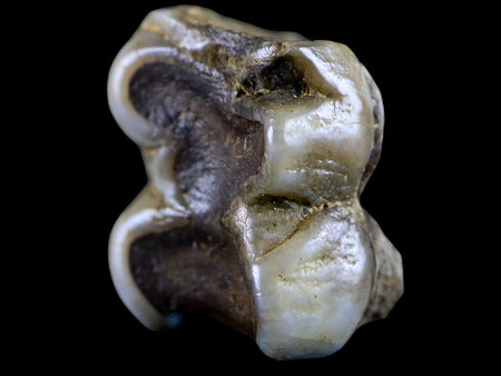 0.5 Trichechus SP Fossil Manatee Tooth Pleistocene Epoch Withlacoochee River, FL