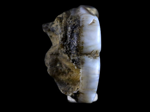 0.6 Trichechus SP Fossil Manatee Tooth Pleistocene Epoch Withlacoochee River, FL - Fossil Age Minerals