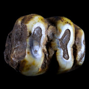 0.6 Trichechus SP Fossil Manatee Tooth Pleistocene Epoch Withlacoochee River, FL