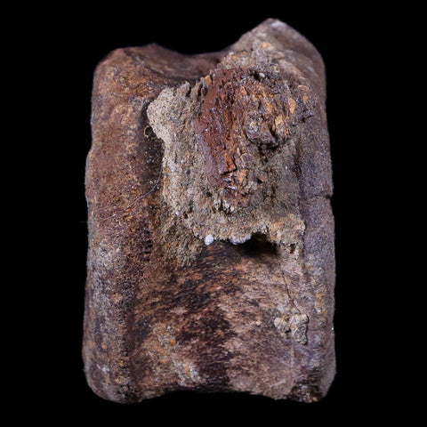 2.1" Edmontosaurus Dinosaur Fossil Tail Caudal Vertebrae Bone Lance Creek WY COA - Fossil Age Minerals