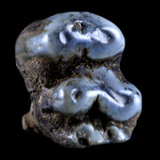 0.5 Trichechus SP Fossil Manatee Tooth Pleistocene Epoch Withlacoochee River, FL