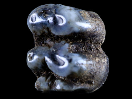 0.5 Trichechus SP Fossil Manatee Tooth Pleistocene Epoch Withlacoochee River, FL