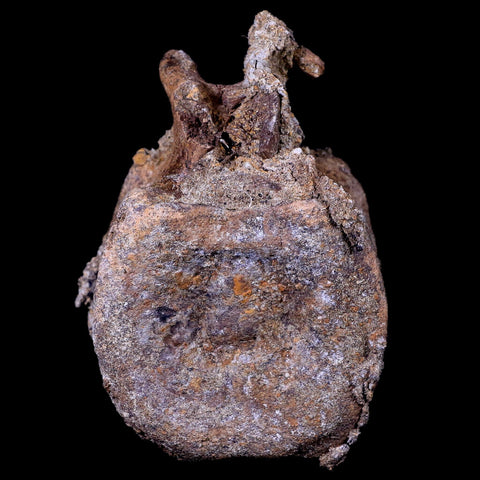 3.5" Edmontosaurus Dinosaur Fossil Vertebrae Bone Lance Creek FM Wyoming COA - Fossil Age Minerals