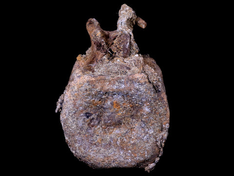 3.5" Edmontosaurus Dinosaur Fossil Vertebrae Bone Lance Creek FM Wyoming COA - Fossil Age Minerals