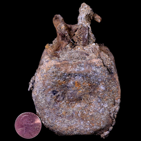 3.5" Edmontosaurus Dinosaur Fossil Vertebrae Bone Lance Creek FM Wyoming COA - Fossil Age Minerals