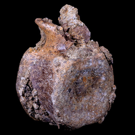 3.5" Edmontosaurus Dinosaur Fossil Vertebrae Bone Lance Creek FM Wyoming COA