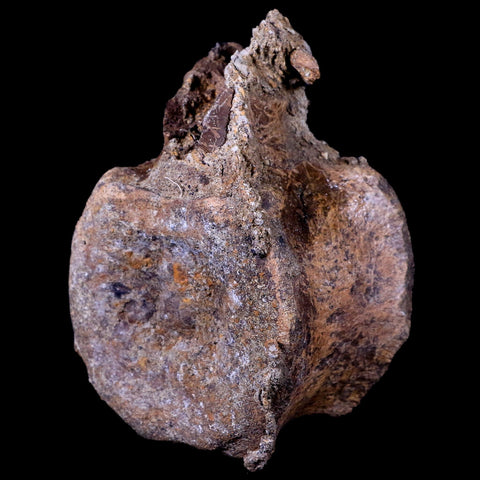 3.5" Edmontosaurus Dinosaur Fossil Vertebrae Bone Lance Creek FM Wyoming COA - Fossil Age Minerals