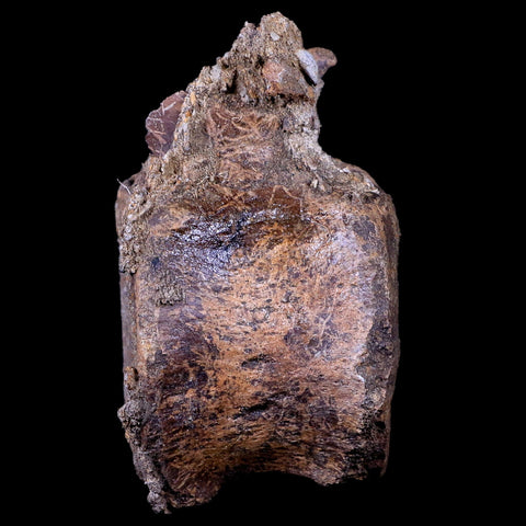 3.5" Edmontosaurus Dinosaur Fossil Vertebrae Bone Lance Creek FM Wyoming COA - Fossil Age Minerals