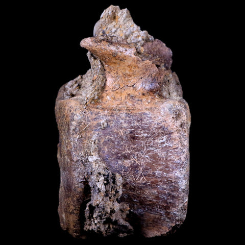 3.5" Edmontosaurus Dinosaur Fossil Vertebrae Bone Lance Creek FM Wyoming COA - Fossil Age Minerals