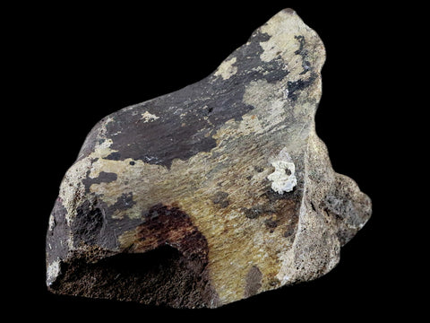 4.5" Torosaurus Bone Fossil Lance Creek FM Cretaceous Wyoming Dinosaur COA - Fossil Age Minerals