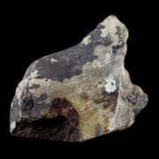 4.5" Torosaurus Bone Fossil Lance Creek FM Cretaceous Wyoming Dinosaur COA
