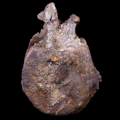 3.5" Edmontosaurus Dinosaur Fossil Vertebrae Bone Lance Creek FM Wyoming COA - Fossil Age Minerals