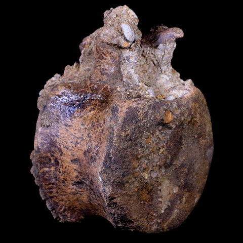 3.5" Edmontosaurus Dinosaur Fossil Vertebrae Bone Lance Creek FM Wyoming COA - Fossil Age Minerals