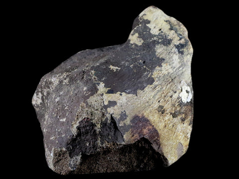4.5" Torosaurus Bone Fossil Lance Creek FM Cretaceous Wyoming Dinosaur COA - Fossil Age Minerals