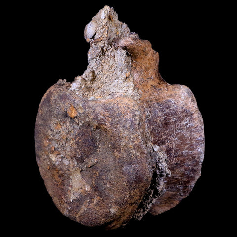 3.5" Edmontosaurus Dinosaur Fossil Vertebrae Bone Lance Creek FM Wyoming COA - Fossil Age Minerals