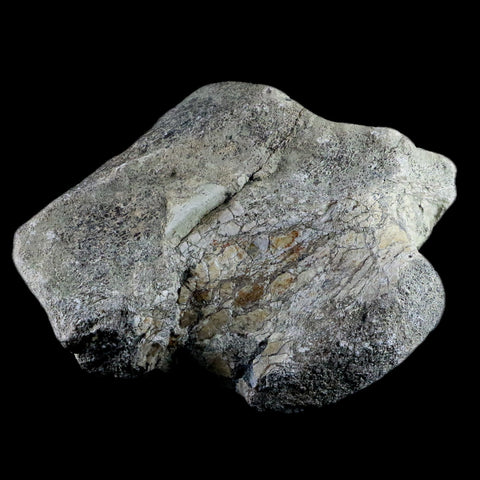 5.8" Stegosaurus Fossil Bone Morrison Formation Wyoming Jurassic Age Dinosaur COA - Fossil Age Minerals
