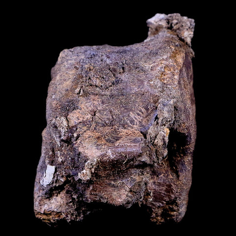 3.8" Edmontosaurus Dinosaur Fossil Vertebrae Bone Lance Creek FM Wyoming COA - Fossil Age Minerals
