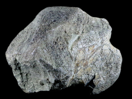 5.8" Stegosaurus Fossil Bone Morrison Formation Wyoming Jurassic Age Dinosaur COA