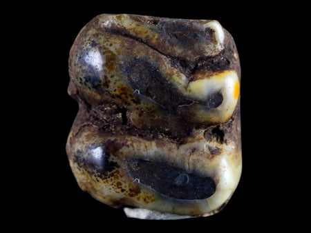 0.5 Trichechus SP Fossil Manatee Tooth Pleistocene Epoch Withlacoochee River, FL