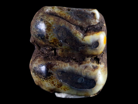 0.5 Trichechus SP Fossil Manatee Tooth Pleistocene Epoch Withlacoochee River, FL - Fossil Age Minerals