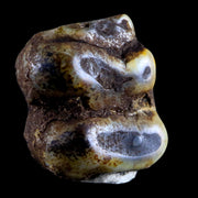 0.5 Trichechus SP Fossil Manatee Tooth Pleistocene Epoch Withlacoochee River, FL