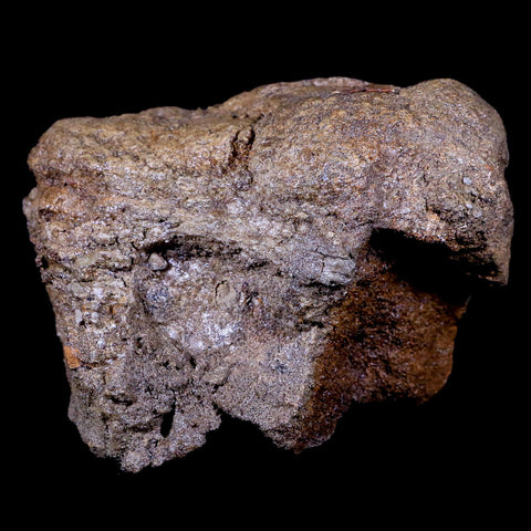4" Torosaurus Limb Bone Fossil Lance Creek FM Cretaceous Dinosaur WY COA - Fossil Age Minerals