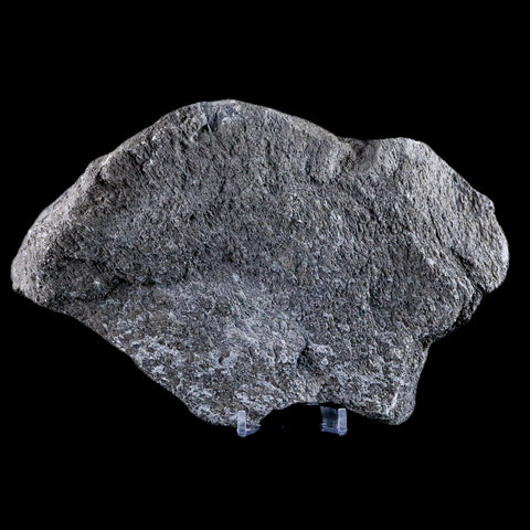 7.9" Sauroposeidon Proteles Fossil Bone Cloverly FM Montana Titanosaurus COA - Fossil Age Minerals