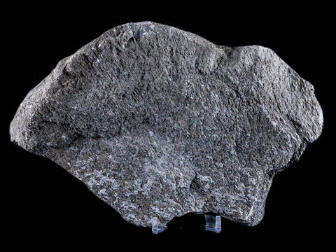 7.9" Sauroposeidon Proteles Fossil Bone Cloverly FM Montana Titanosaurus COA - Fossil Age Minerals