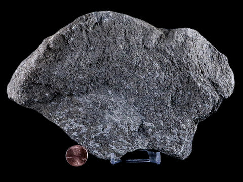 7.9" Sauroposeidon Proteles Fossil Bone Cloverly FM Montana Titanosaurus COA - Fossil Age Minerals