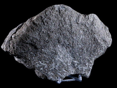7.9" Sauroposeidon Proteles Fossil Bone Cloverly FM Montana Titanosaurus COA - Fossil Age Minerals
