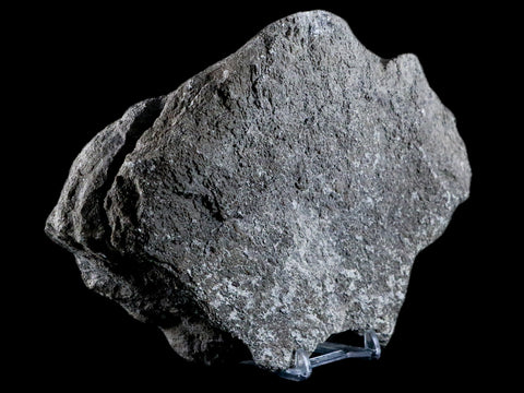 7.9" Sauroposeidon Proteles Fossil Bone Cloverly FM Montana Titanosaurus COA - Fossil Age Minerals