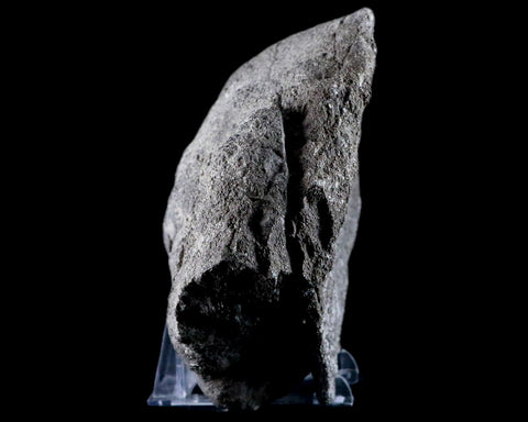7.9" Sauroposeidon Proteles Fossil Bone Cloverly FM Montana Titanosaurus COA - Fossil Age Minerals