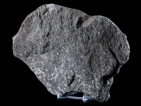 7.9" Sauroposeidon Proteles Fossil Bone Cloverly FM Montana Titanosaurus COA - Fossil Age Minerals