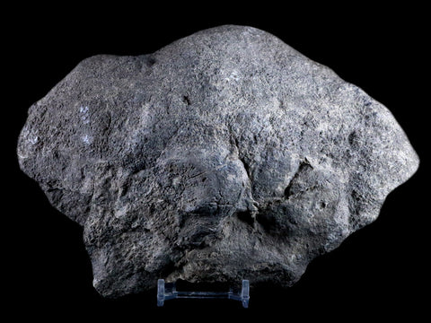 7.9" Sauroposeidon Proteles Fossil Bone Cloverly FM Montana Titanosaurus COA - Fossil Age Minerals