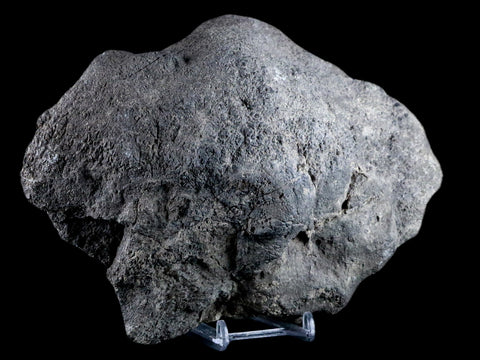 7.9" Sauroposeidon Proteles Fossil Bone Cloverly FM Montana Titanosaurus COA - Fossil Age Minerals