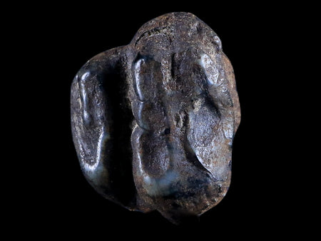 0.8 Trichechus SP Fossil Manatee Tooth Pleistocene Epoch Withlacoochee River, FL