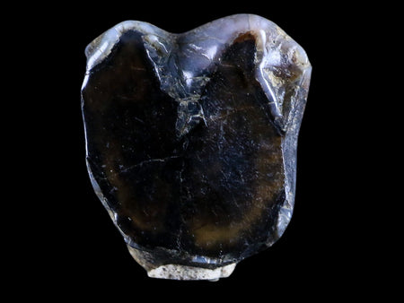 0.5 Trichechus SP Fossil Manatee Tooth Pleistocene Epoch Withlacoochee River, FL