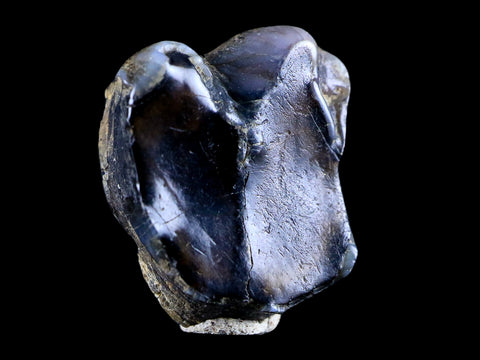 0.5 Trichechus SP Fossil Manatee Tooth Pleistocene Epoch Withlacoochee River, FL - Fossil Age Minerals