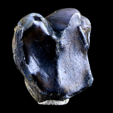 0.5 Trichechus SP Fossil Manatee Tooth Pleistocene Epoch Withlacoochee River, FL - Fossil Age Minerals