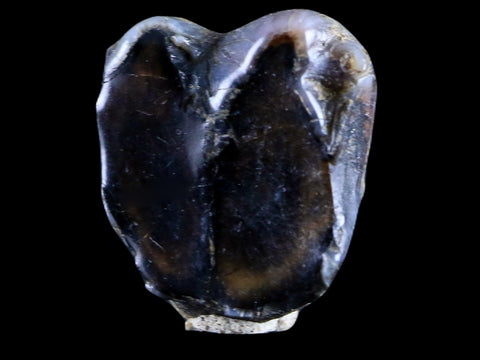 0.5 Trichechus SP Fossil Manatee Tooth Pleistocene Epoch Withlacoochee River, FL - Fossil Age Minerals