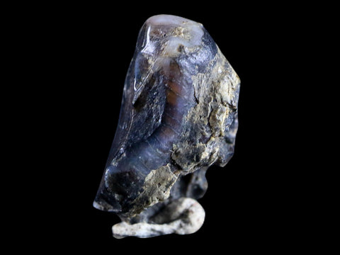 0.5 Trichechus SP Fossil Manatee Tooth Pleistocene Epoch Withlacoochee River, FL - Fossil Age Minerals